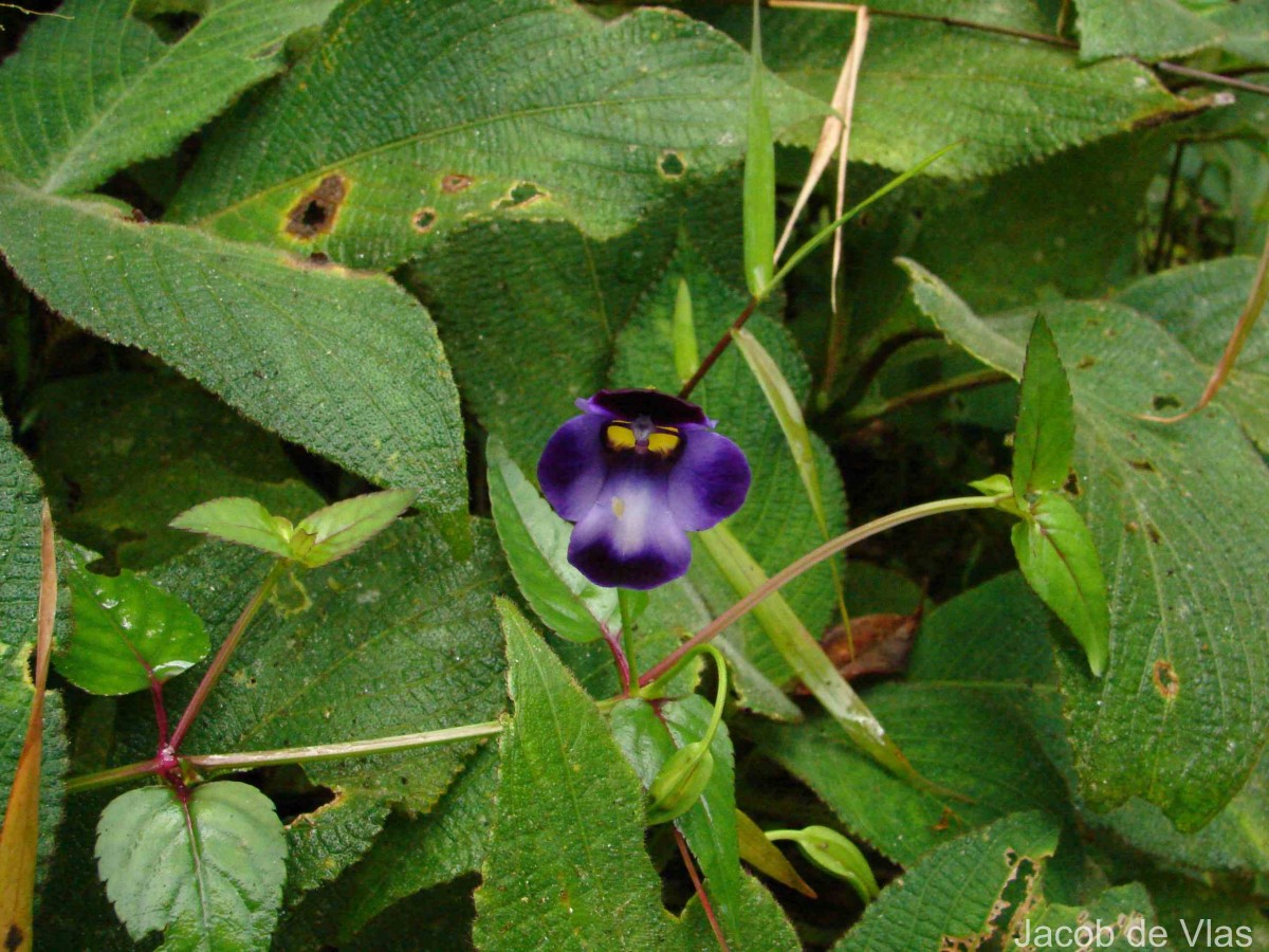 Torenia travancorica Gamble